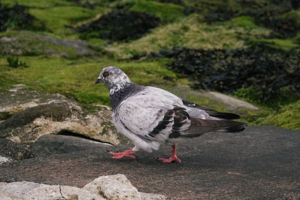 Taube auf Spaziergang