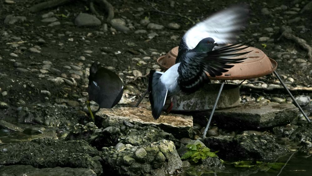 Taube beim Abflug erwischt