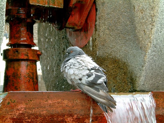 TAUBE BEIM BADEN