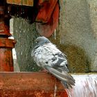 TAUBE BEIM BADEN