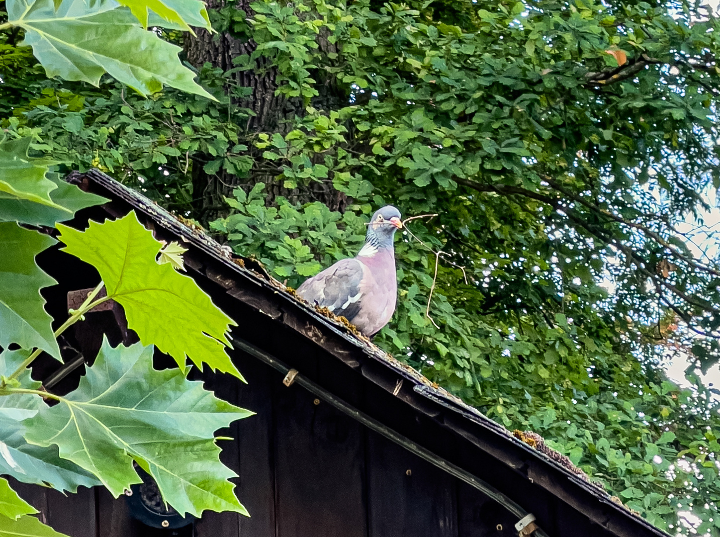 Taube beim Nestbau