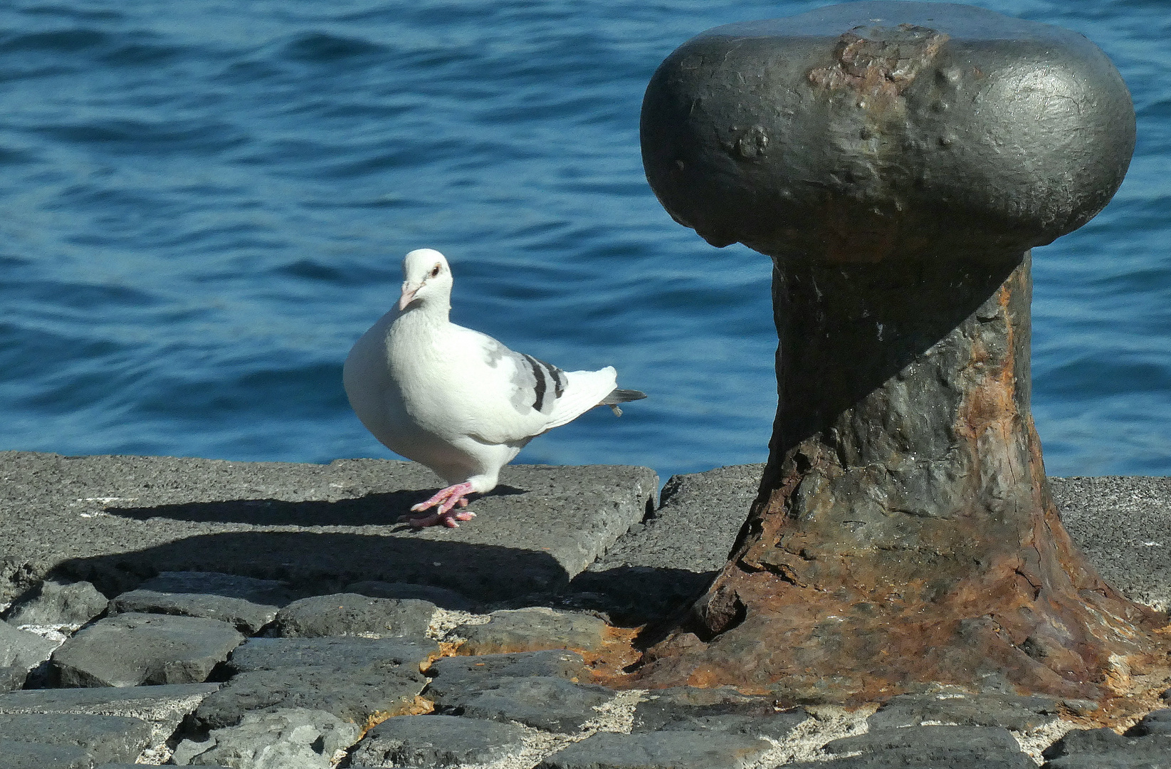 Taube beim Poller