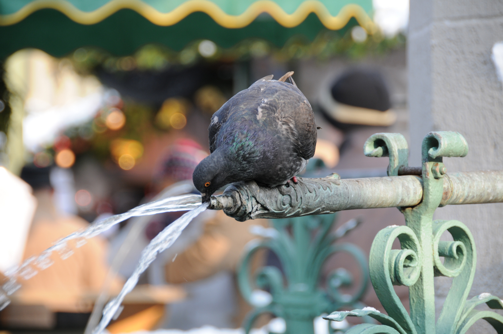 Taube beim Wasserfassen