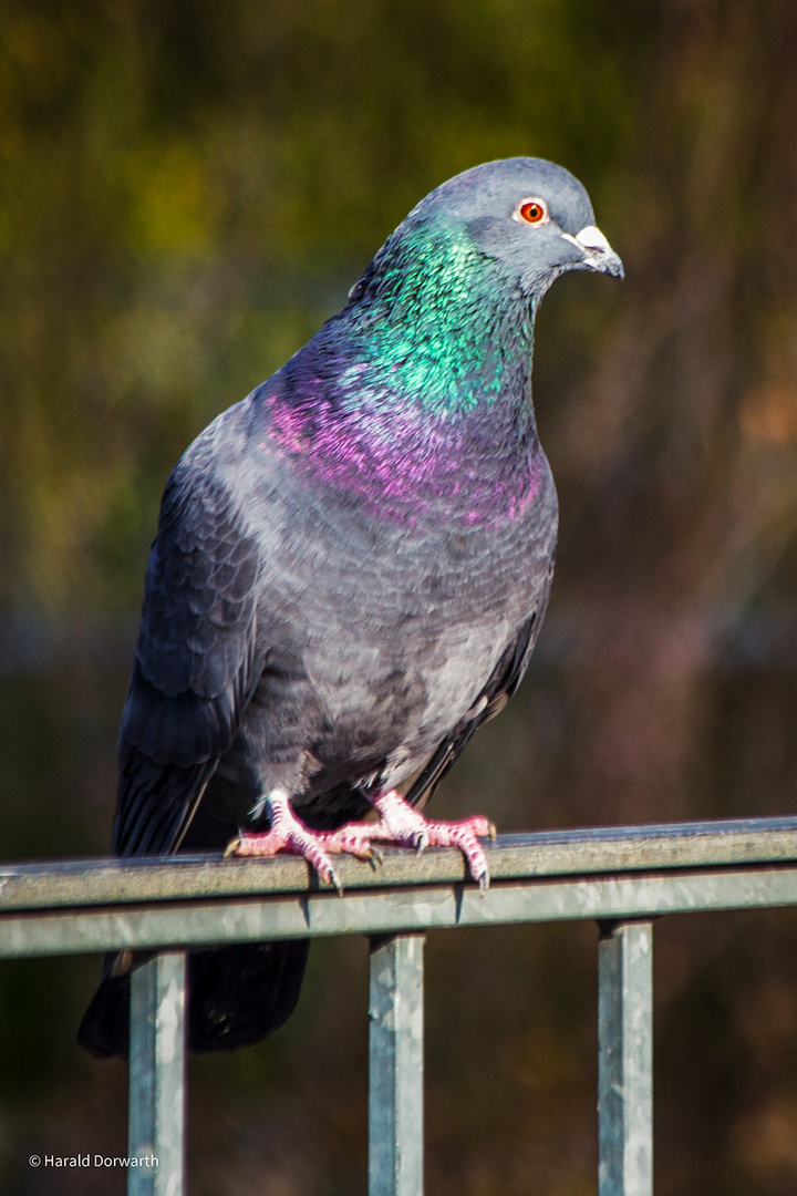 Taube (Columba.....) im Schlossgarten 