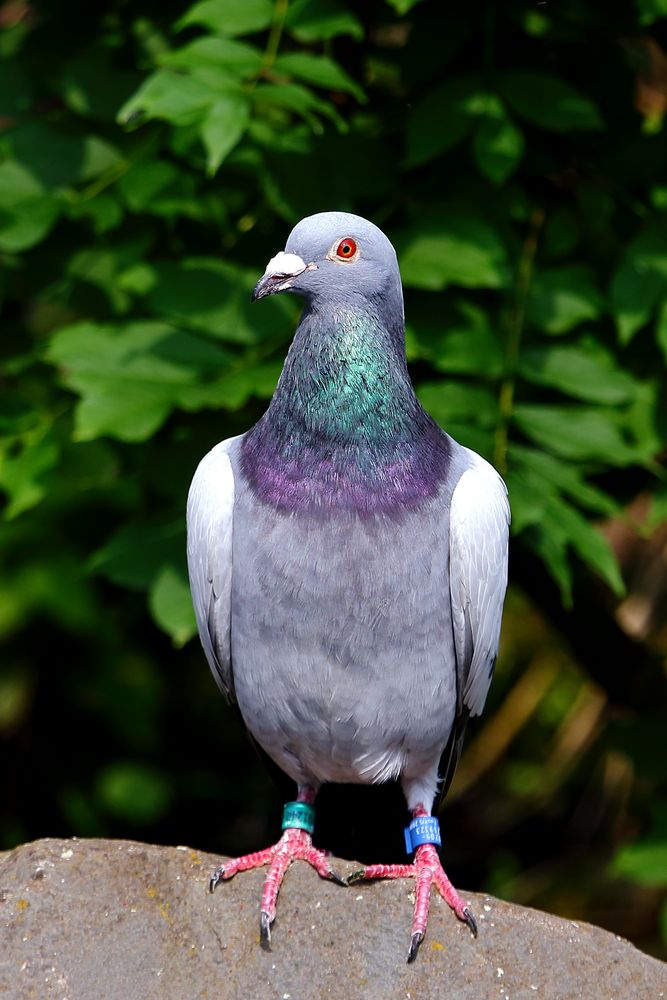 Taube Foto & Bild tiere, wildlife, wild lebende vögel Bilder auf
