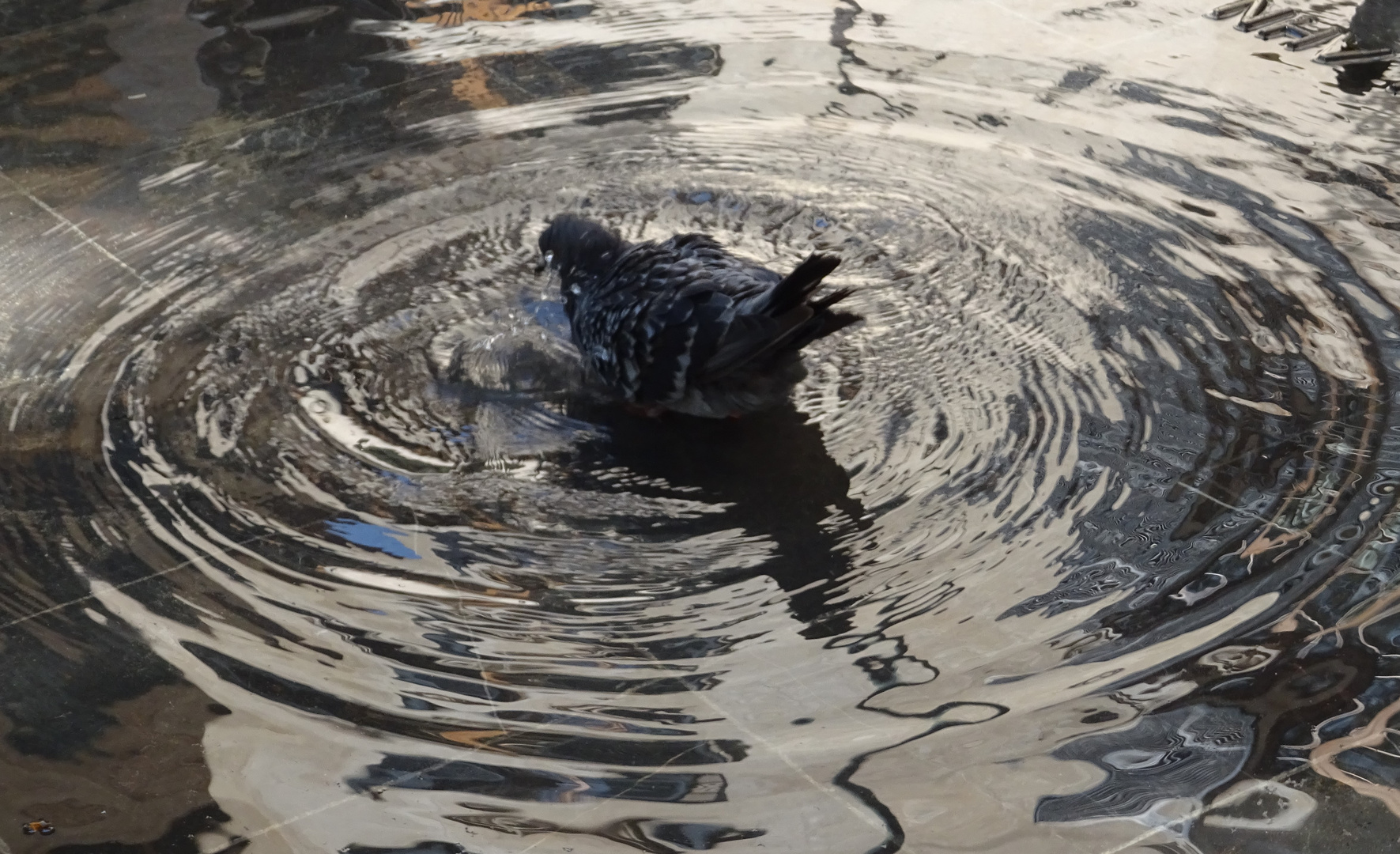 Taube Foto & Bild sommer, mallorca, natur Bilder auf