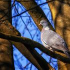 Taube genießt Sonnenstrahlen