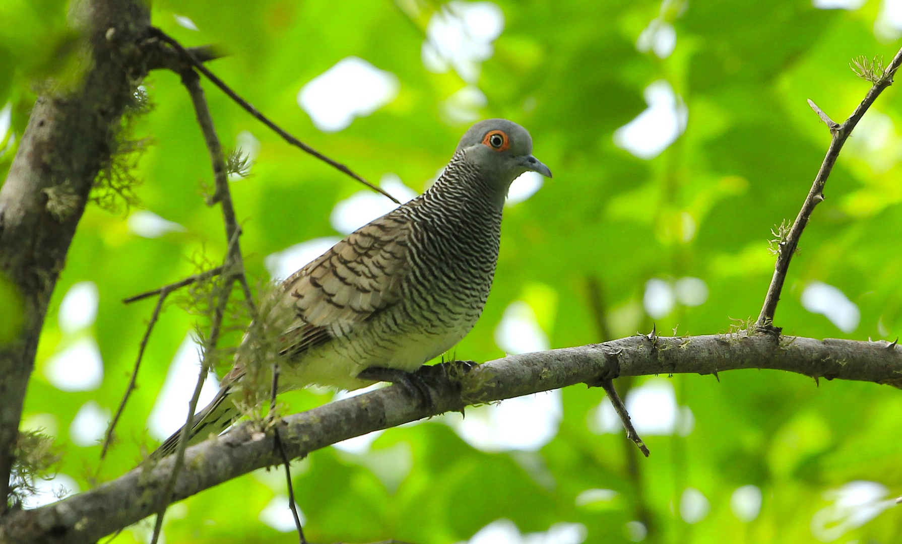 Taube (Geopelia Maugei)