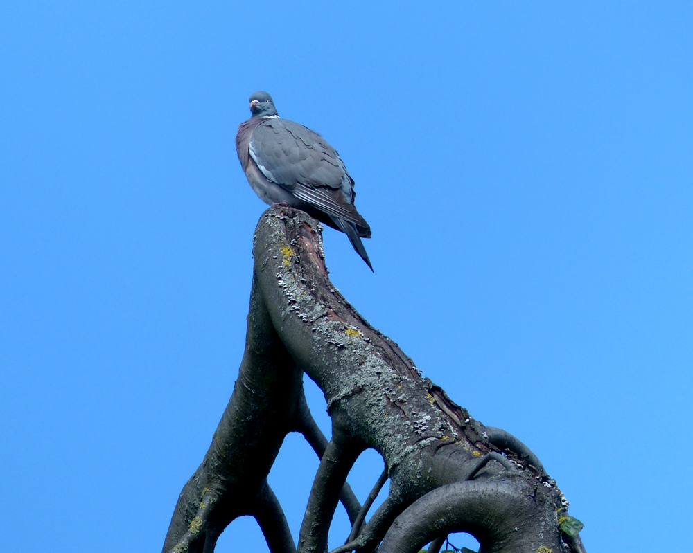 Taube hoch auf dem Baum