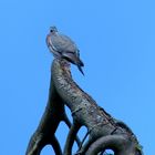 Taube hoch auf dem Baum