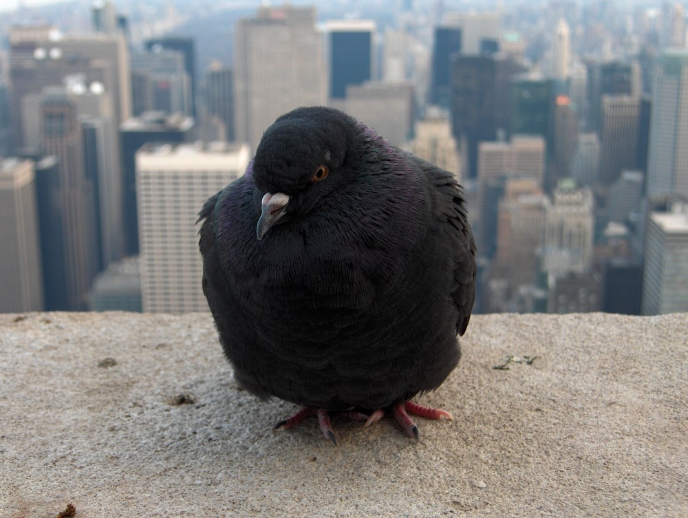 Taube im 86. Stock des Empire State Building