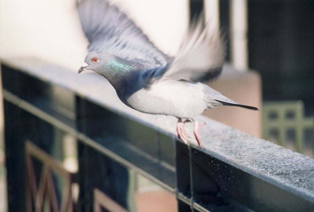 Taube im Abflug