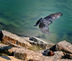 Taube im Abflug