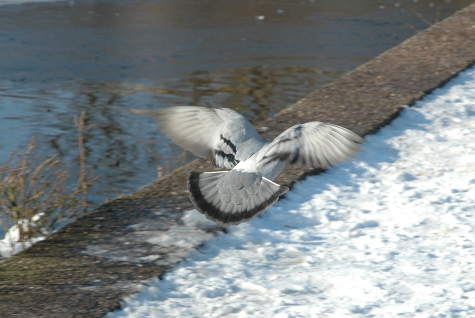 Taube im Anflug