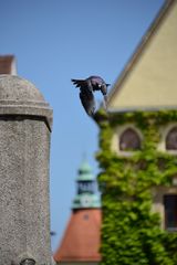 Taube im Anflug 2