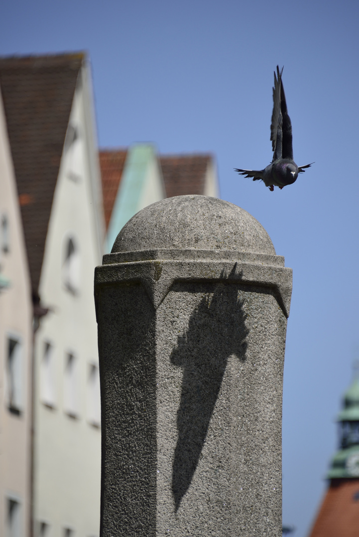 Taube im Anflug