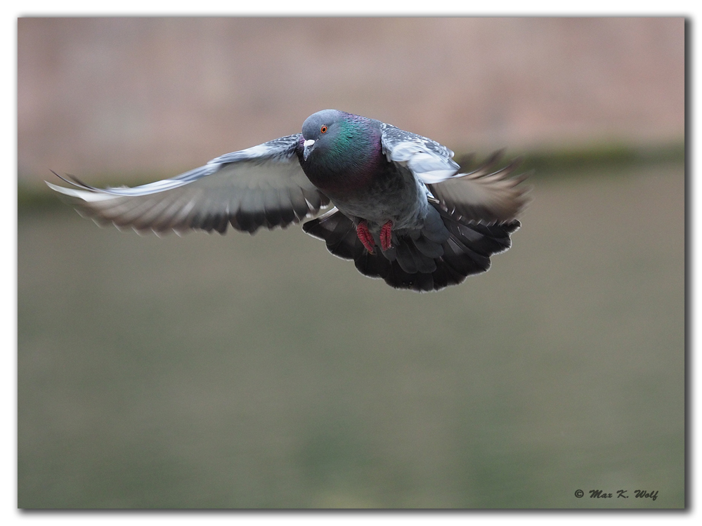 Taube im Anflug