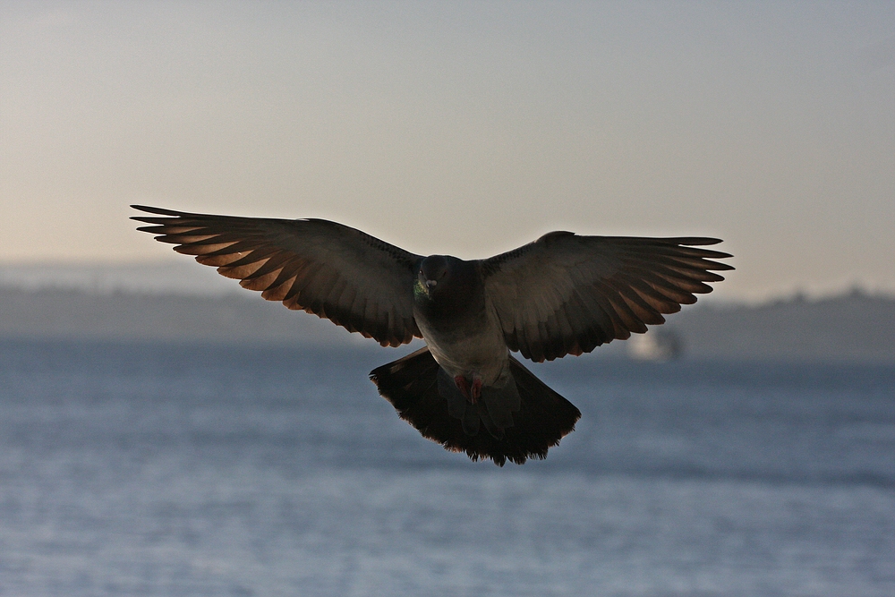 Taube im Anflug