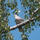 Taube im Baum