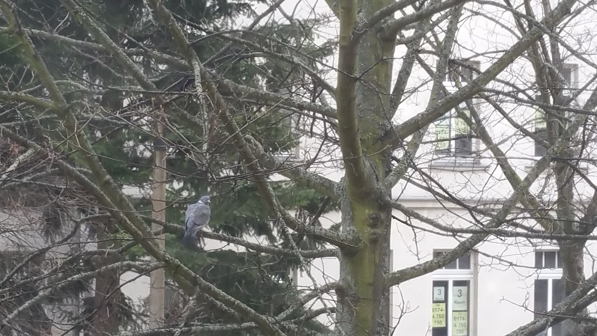 Taube im Baum