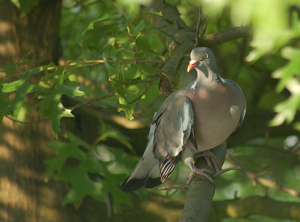 Taube im Baum