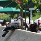 Taube im Biergarten