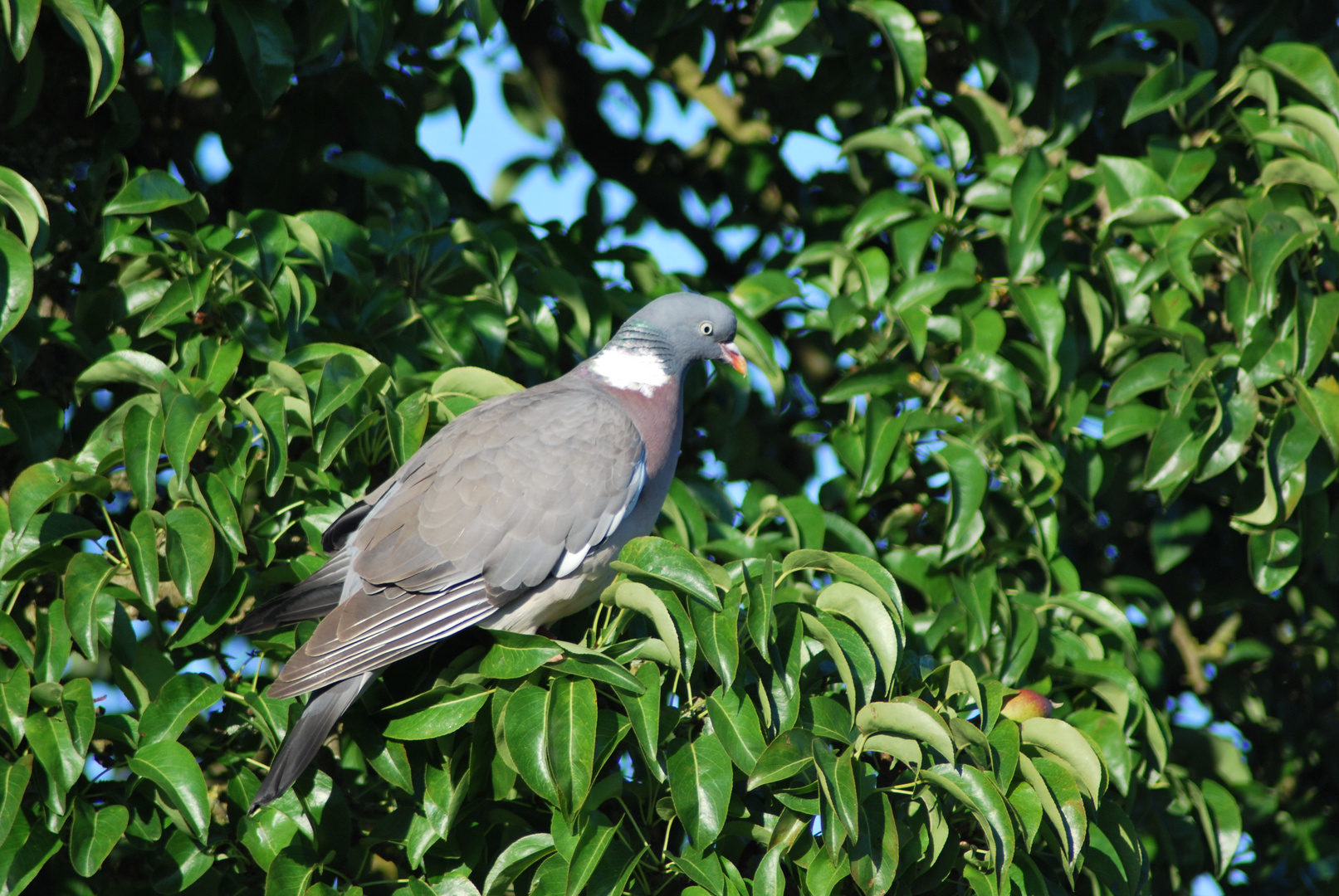 Taube im Birnenbaum