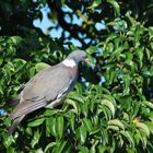 Taube im Birnenbaum