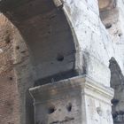Taube im Colosseum