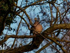 Taube im Erlengeäst in der Abendsonne