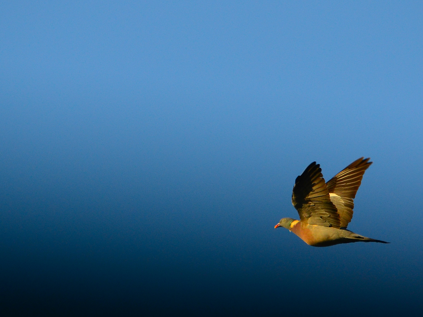 Taube im Flug