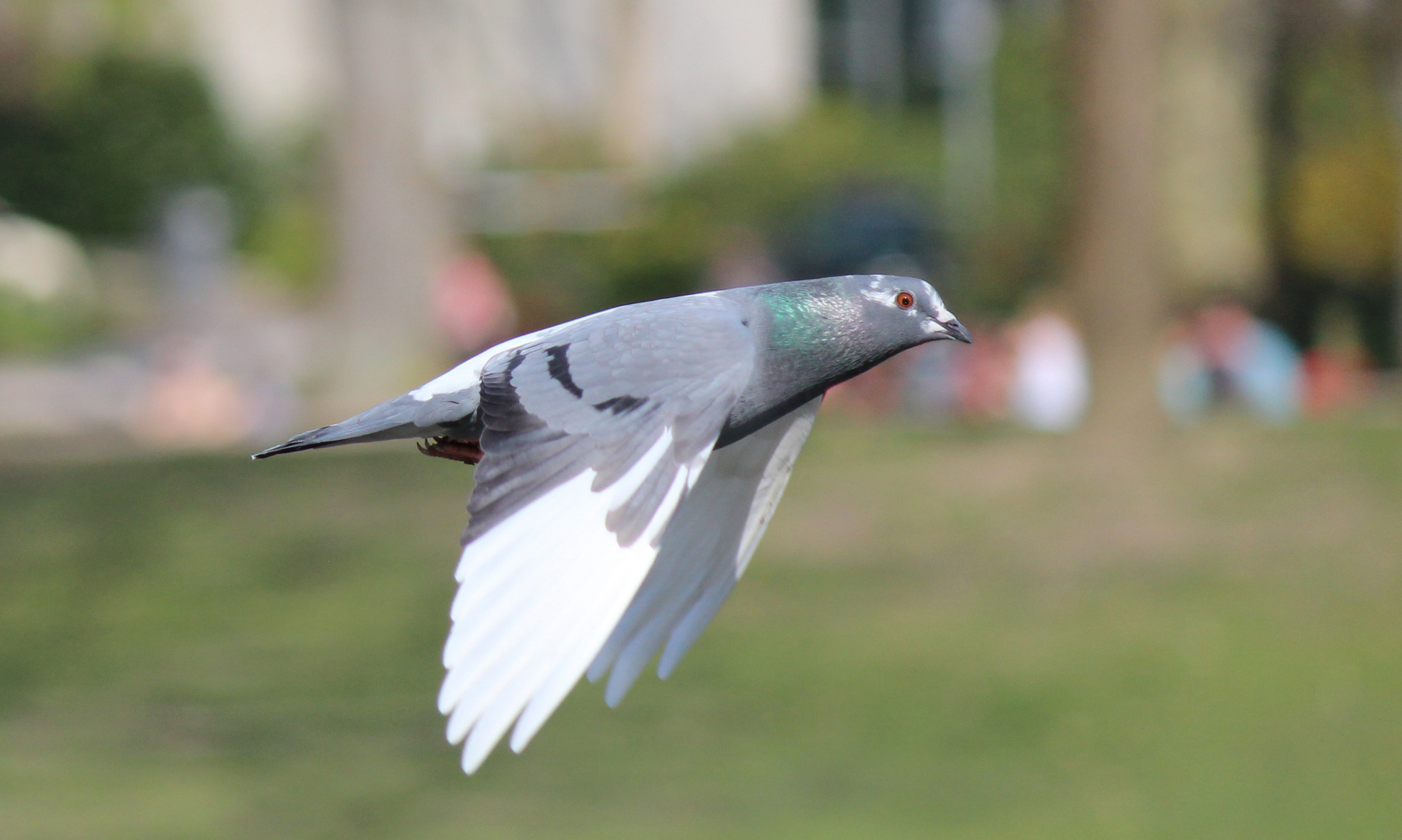 Taube im Flug