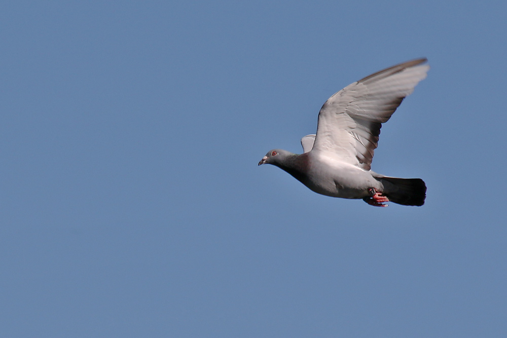 Taube im Flug