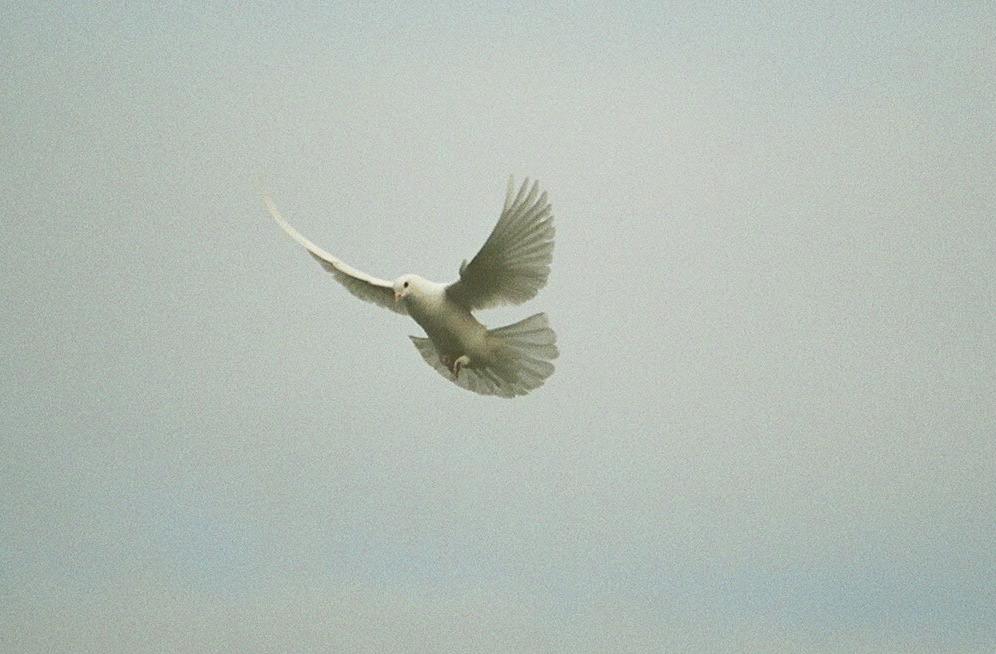 Taube im Flug