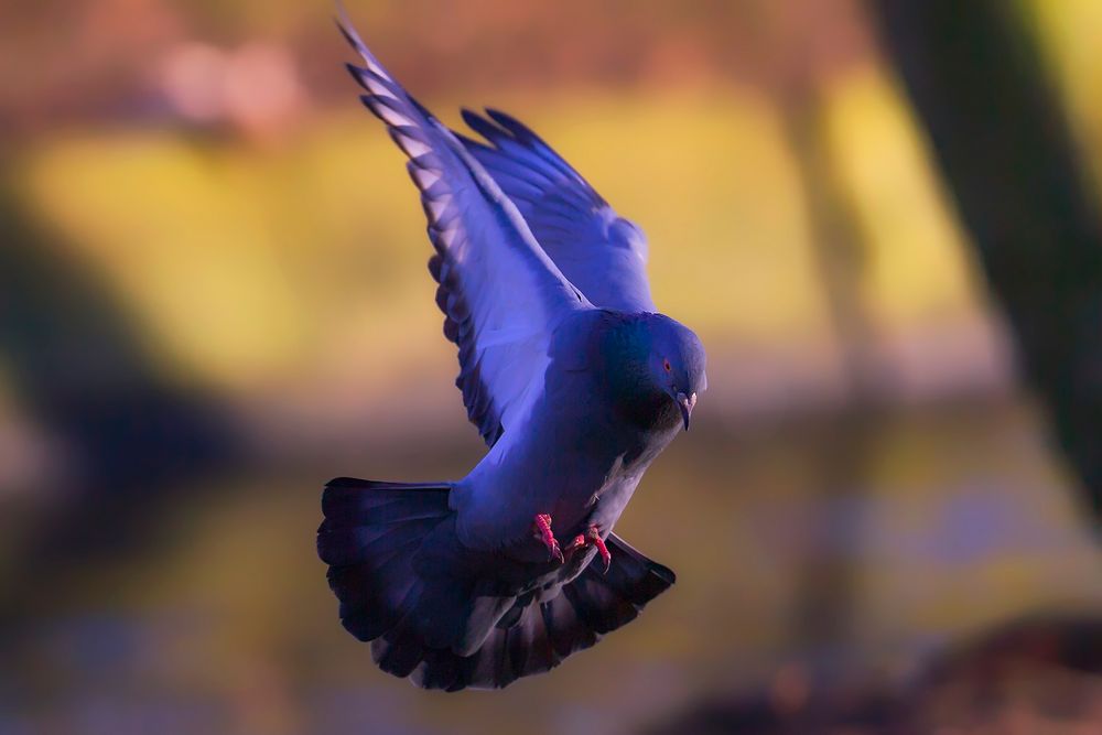 Taube im Flug.. Foto & Bild outdoor, natur, vogel Bilder auf Taube im Flug.. Foto & Bild outdoor, natur, vogel Bilder auf