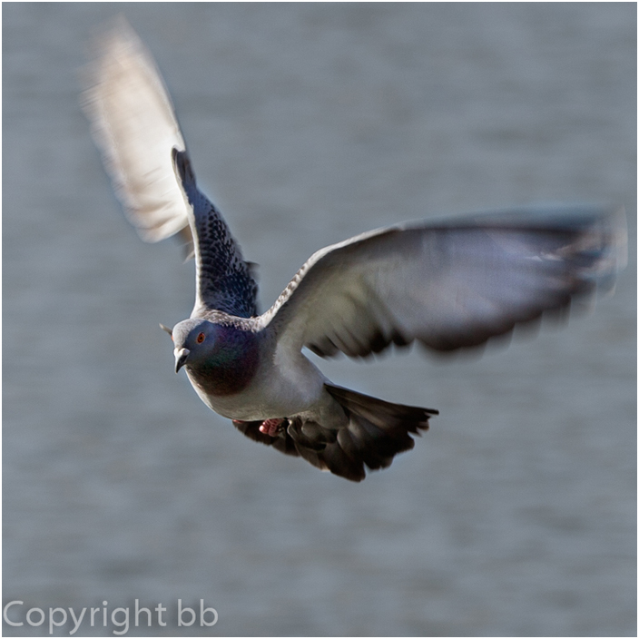 Taube im Flug