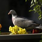 Taube im Frühling