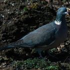 Taube im Garten