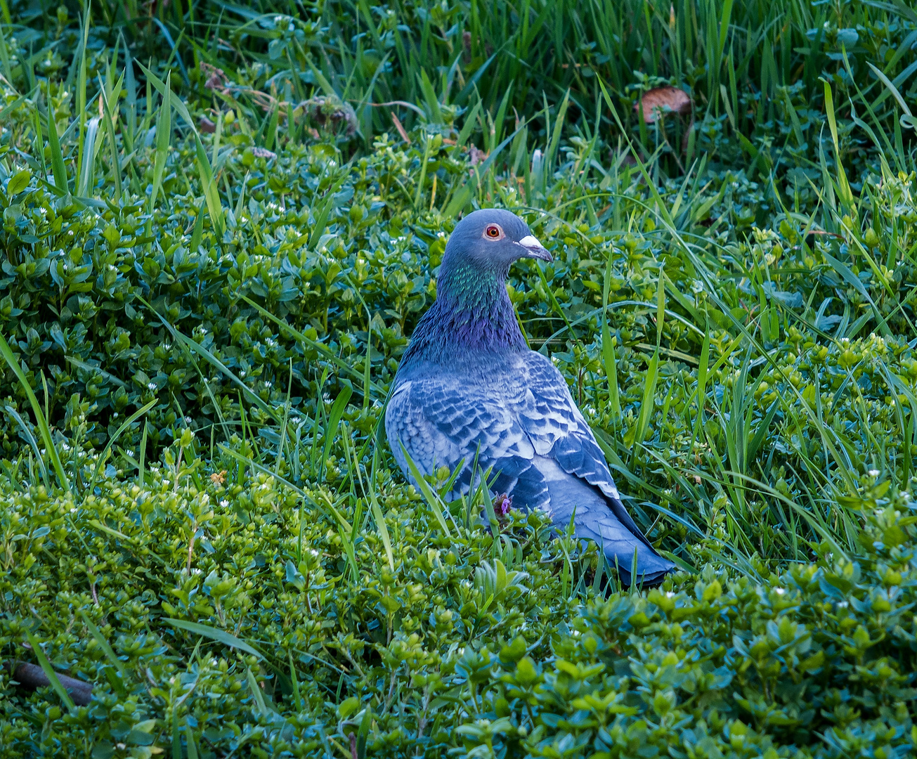 Taube im Gras