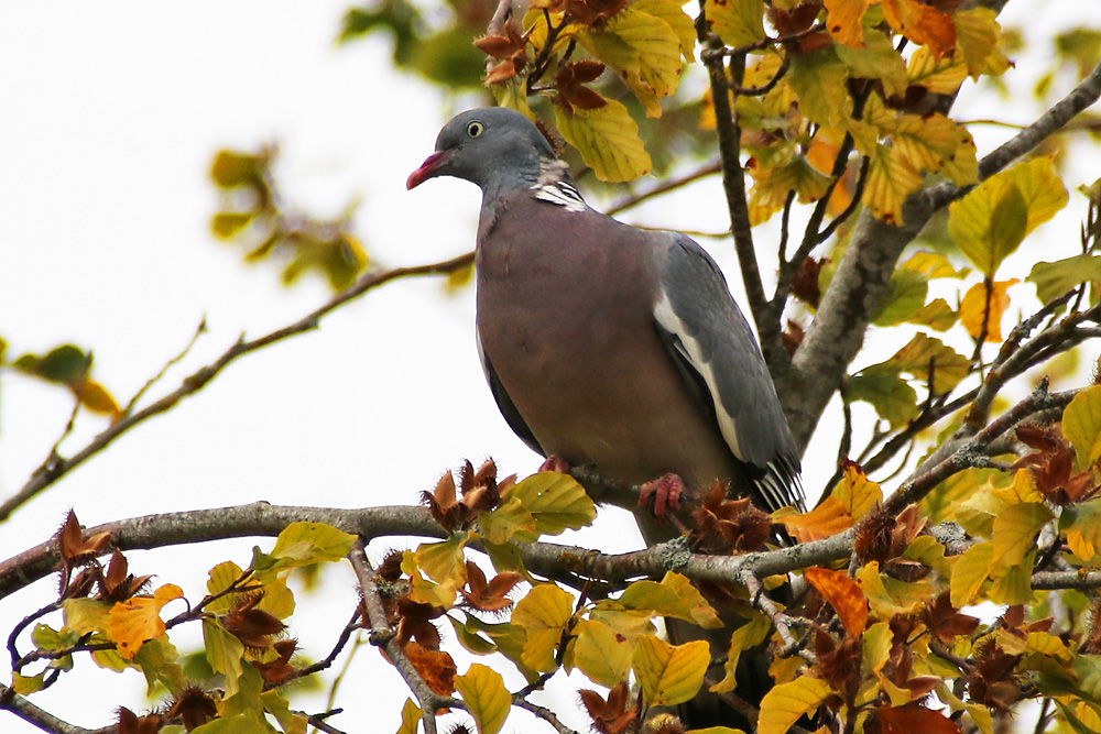 Taube im herbstliche Ambiente