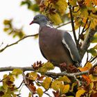 Taube im herbstliche Ambiente