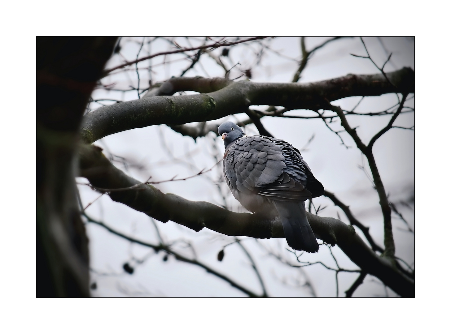 Taube im Januar