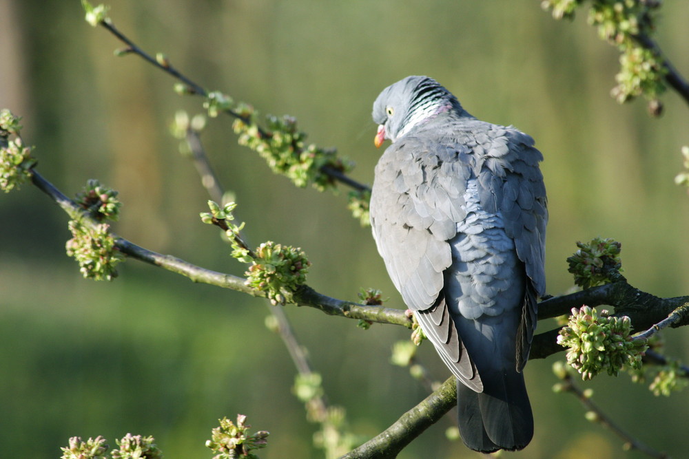 Taube im Kirschbaum