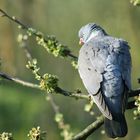 Taube im Kirschbaum