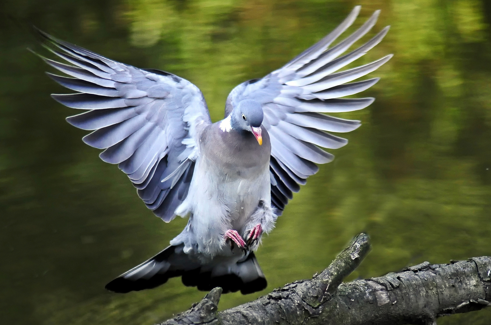 Taube im Landeanflug