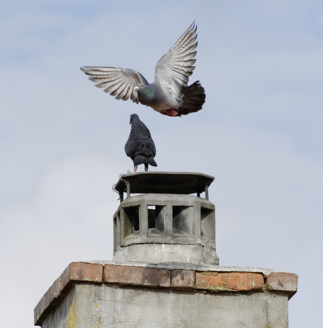 Taube im Landeanflug