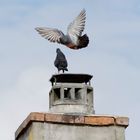 Taube im Landeanflug