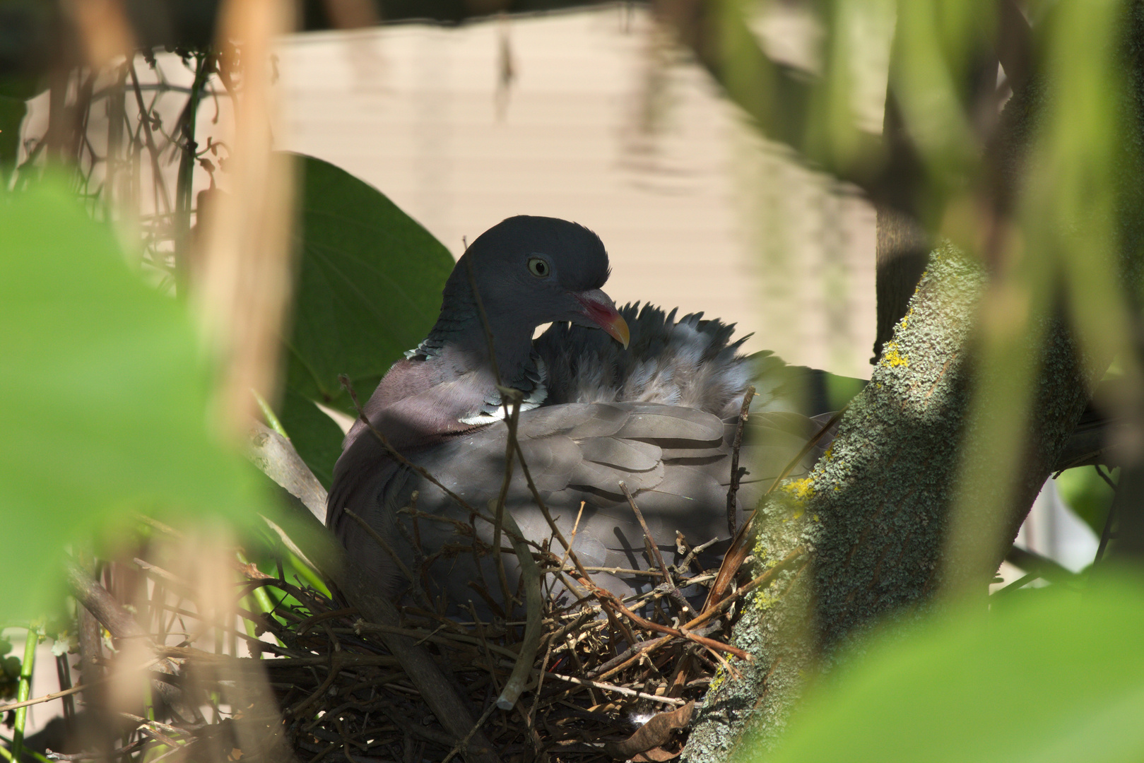 Taube im Nest