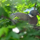 Taube im Nest