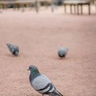 Taube im Park Güell in Barcelona 